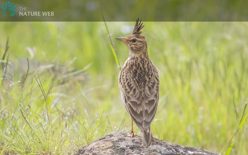 Malabar Lark